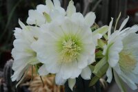 Trichocereus peruvianus Lurin Valle, Peru