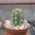 Trichocereus peruvianus Lurin Valle, Peru