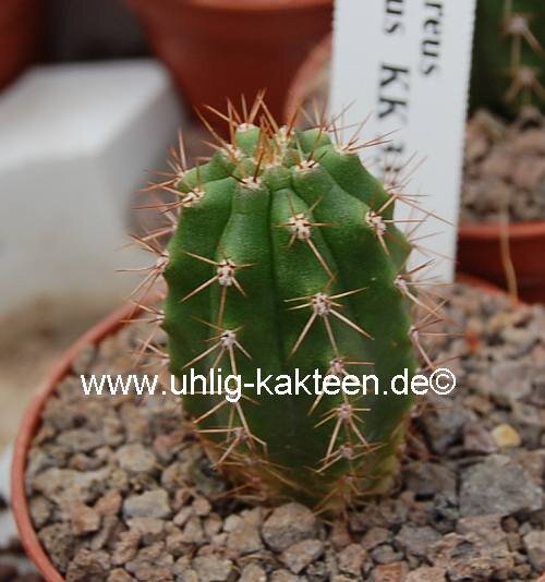 Trichocereus peruvianus KK 338