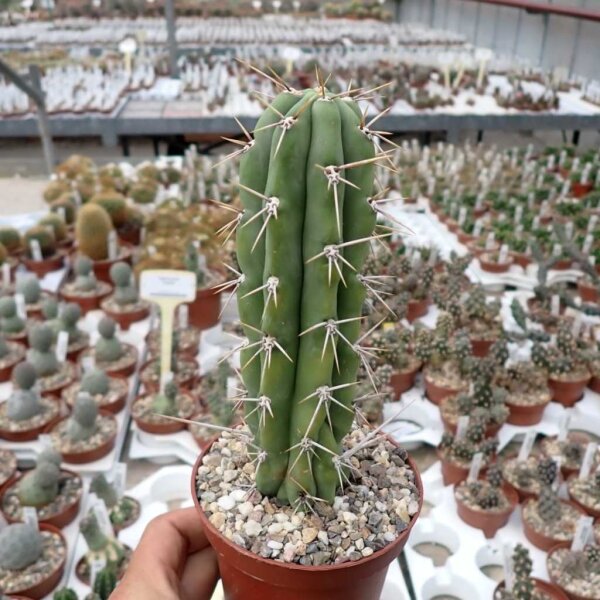 Trichocereus peruvianus cv. Longispinus