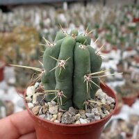 Trichocereus peruvianus cv. Longispinus