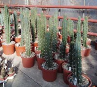 Trichocereus peruvianus cv. Longispinus