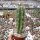 Trichocereus peruvianus cv. Longispinus