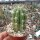 Trichocereus peruvianus cv. Longispinus