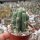 Trichocereus peruvianus cv. Longispinus