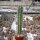 Trichocereus peruvianus cv. Longispinus