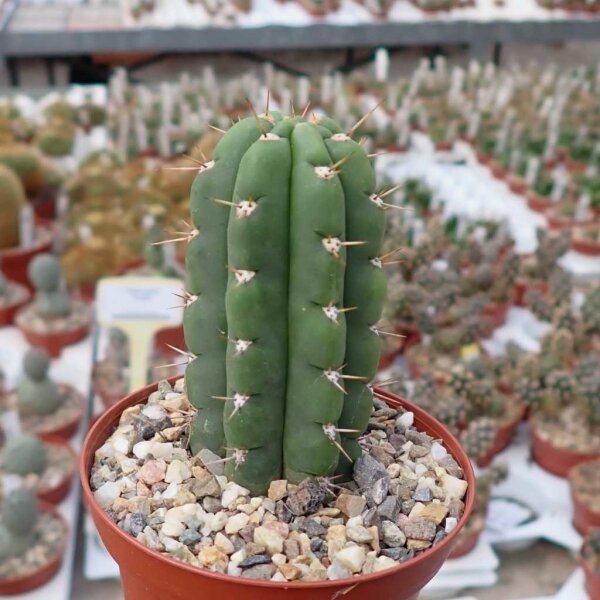 Trichocereus peruvianus
