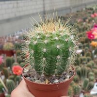 Trichocereus pseudocandicans cv. Rubriflora A 019
