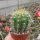 Trichocereus pseudocandicans cv. Rubriflora A 019