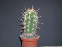 Trichocereus spec. La Paloma La Paloma Stausee