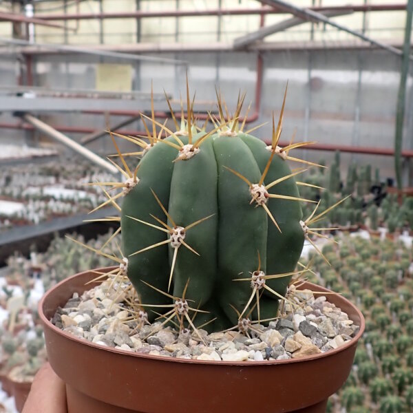 Trichocereus terscheckii