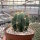 Trichocereus terscheckii