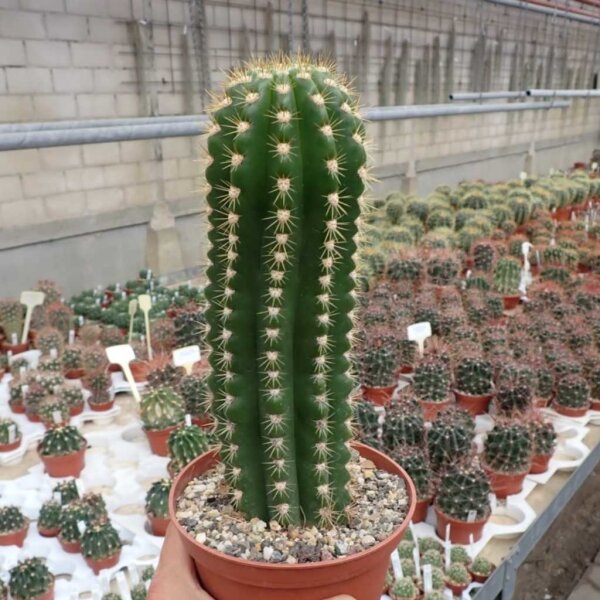 Trichocereus-Hybr. Dicke Bertha