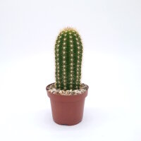 Trichocereus-Hybr. Dicke Bertha