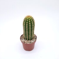Trichocereus-Hybr. Dicke Bertha