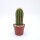 Trichocereus-Hybr. Dicke Bertha