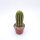 Trichocereus-Hybr. Dicke Bertha