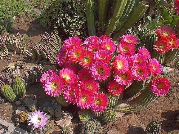 Trichocereus-Hybr. Flying Saucer
