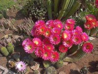 Trichocereus-Hybr. Flying Saucer