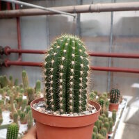 Trichocereus-Flying Saucer-Hybr. Orange California