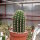 Trichocereus-Flying Saucer-Hybr. Orange California