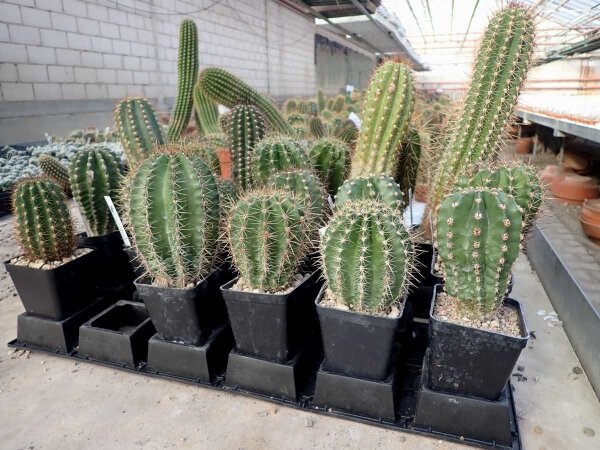 Trichocereus-Hybr. Multihybride