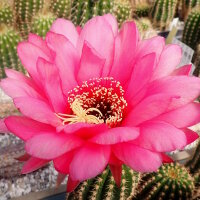 Trichocereus-Hybr. Pisac  (syn. Schigra) Serie 347