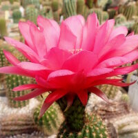 Trichocereus-Hybr. Pisac  (syn. Schigra) Serie 347