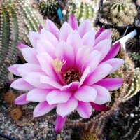 Trichocereus-Hybr. Pluto x Pisac
