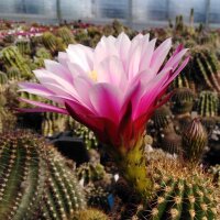Trichocereus-Hybr. Pluto x Pisac
