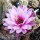 Trichocereus-Hybr. Pluto x Pisac