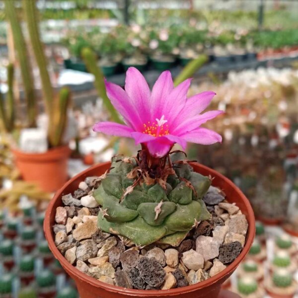 Turbinicarpus alonsoi CITES, not outside EU