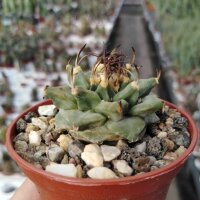 Turbinicarpus alonsoi CITES