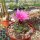 Turbinicarpus alonsoi CITES, not outside EU