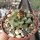 Turbinicarpus alonsoi CITES, not outside EU