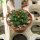 Turbinicarpus alonsoi CITES, not outside EU