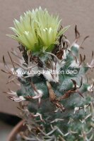 Turbinicarpus schmiedickeanus ssp. flaviflorus CITES, not...