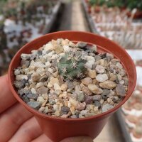Turbinicarpus hoferi CITES, not outside EU