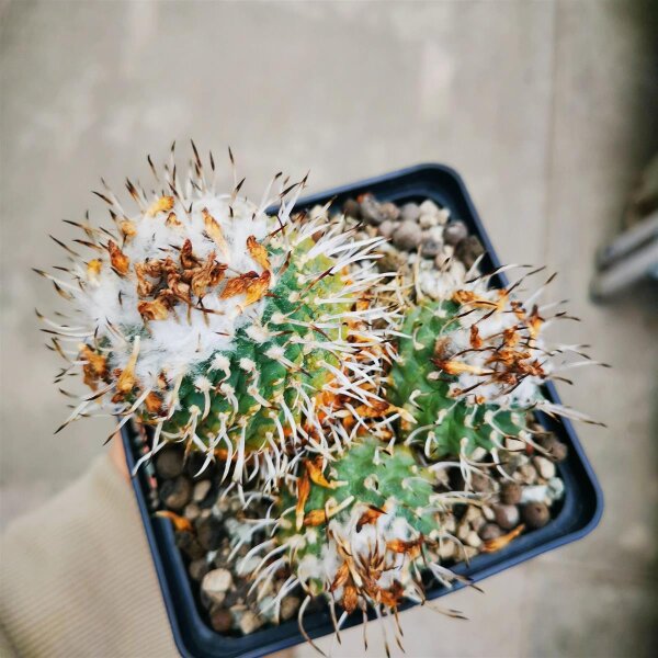 Turbinicarpus hoferi XL CITES, not outside EU