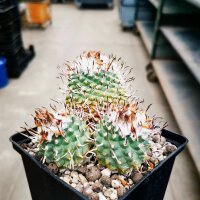 Turbinicarpus hoferi XL CITES, not outside EU
