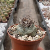 Turbinicarpus klinkerianus CITES, not outside EU