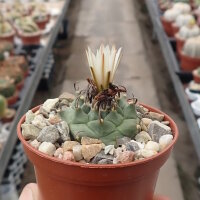 Turbinicarpus klinkerianus CITES, not outside EU