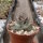 Turbinicarpus klinkerianus CITES, not outside EU