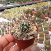 Turbinicarpus krainzianus CITES, not outside EU