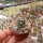 Turbinicarpus krainzianus CITES, not outside EU