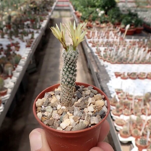 Turbinicarpus krainzianus v. minimus CITES, not outside EU