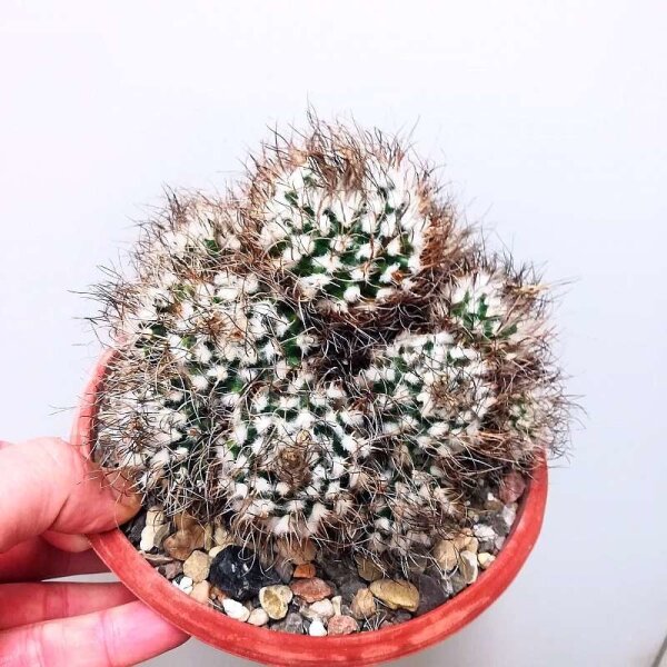 Turbinicarpus krainzianus XL CITES, not outside EU