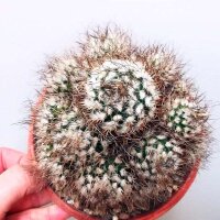 Turbinicarpus krainzianus XL CITES, not outside EU