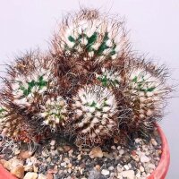 Turbinicarpus krainzianus XL CITES, not outside EU