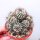 Turbinicarpus krainzianus XL CITES, not outside EU